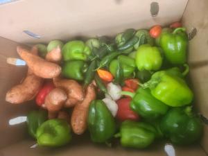 Vegetables that have been harvested from the Christian Activity Center's community garden. 